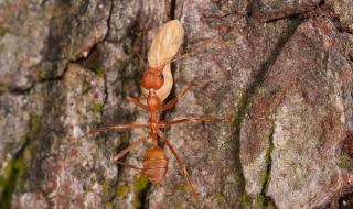 灭红火蚂蚁最有效的土方法